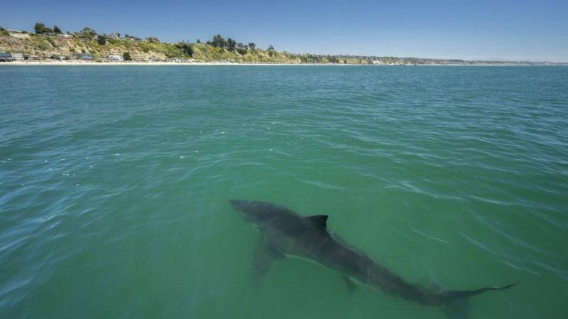 A Biologist And Avid Spearfisherman Offers 3 Rules To Avoid Becoming ‘Jaws Bait’ This Summer
