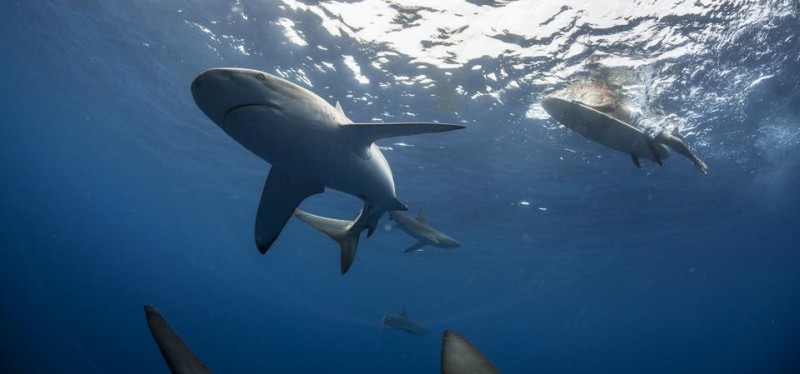 A Biologist And Avid Spearfisherman Offers 3 Rules To Avoid Becoming ‘Jaws Bait’ This Summer